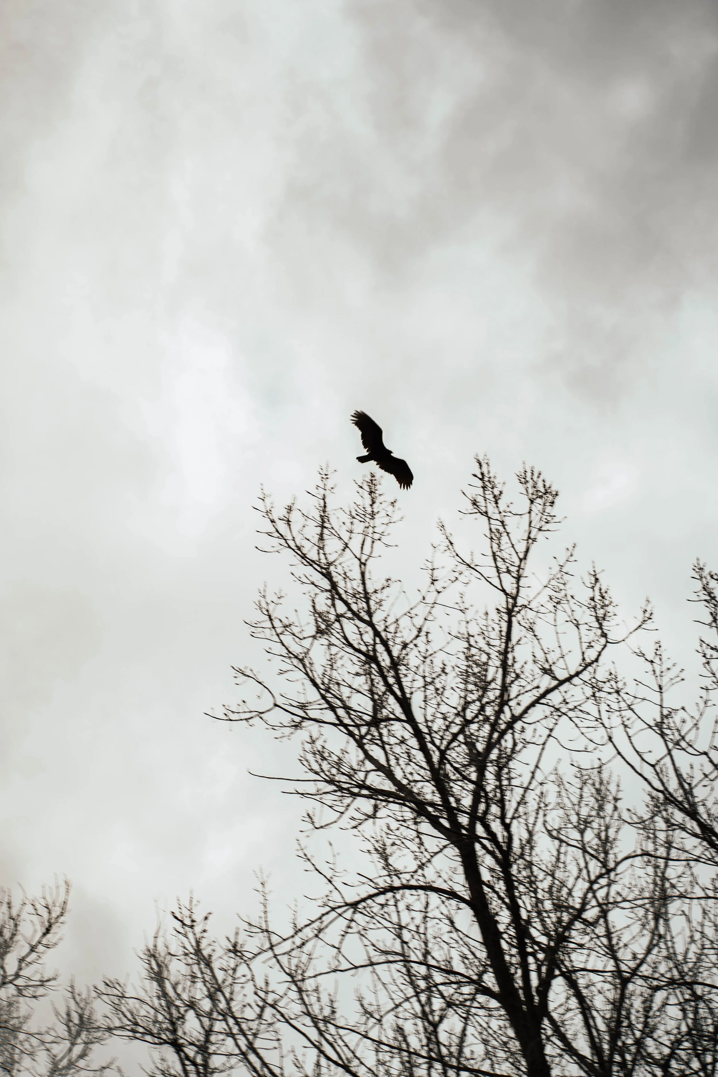 A bird flying over a leafless tree against a cloudy sky.