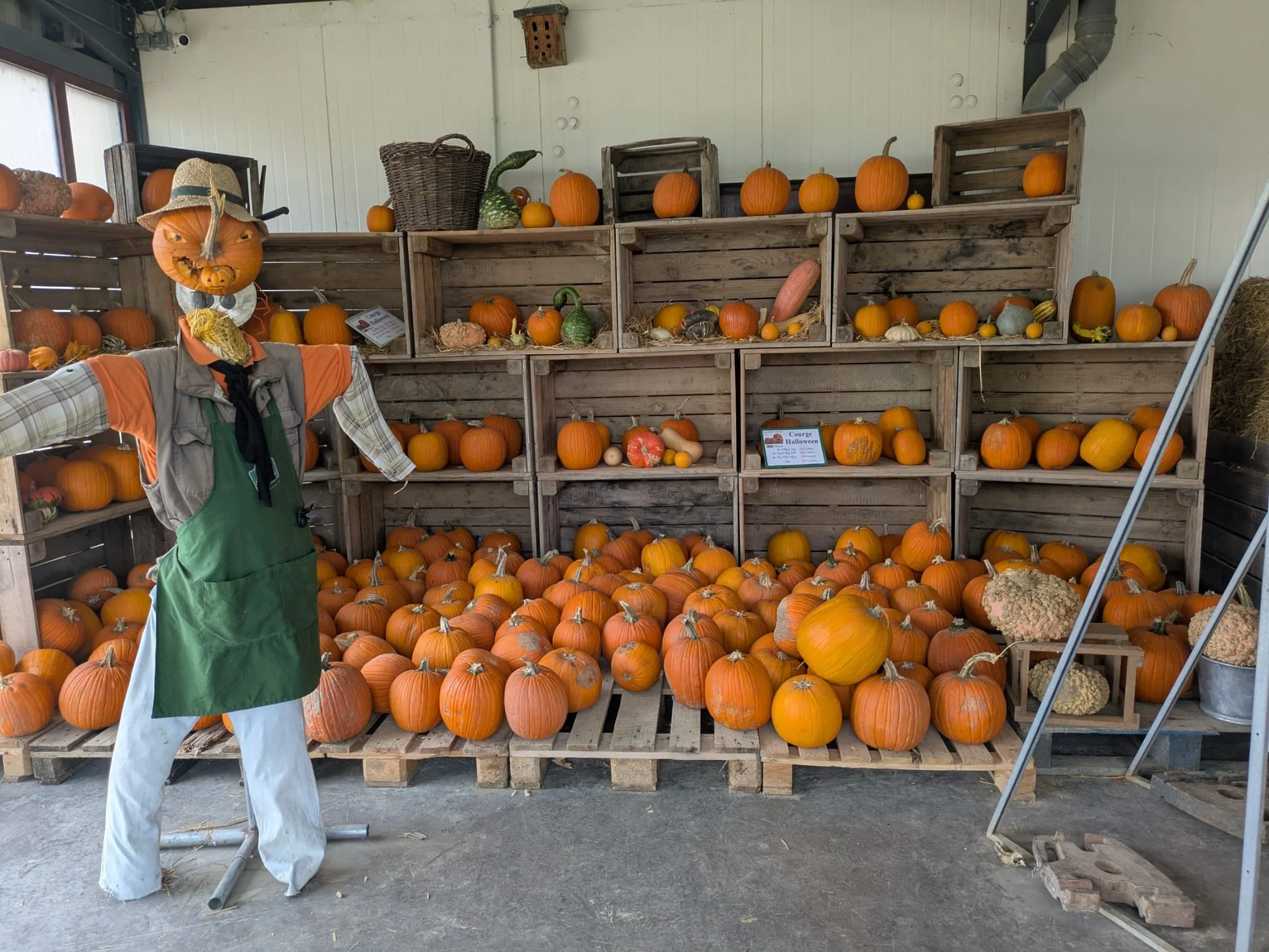 Pumpkin-picking outing