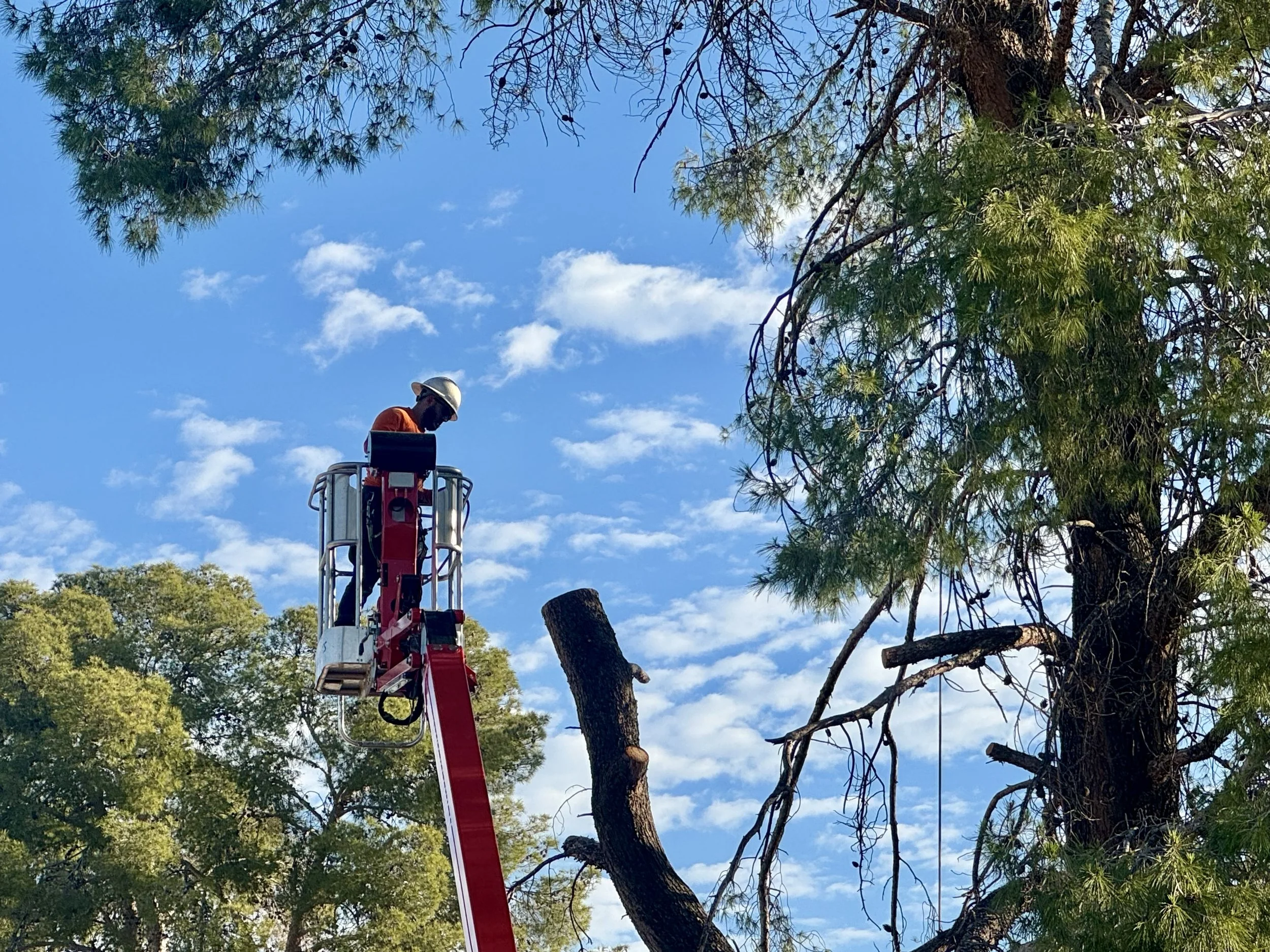 Desert Canopy Tree Service LLC gallery 5