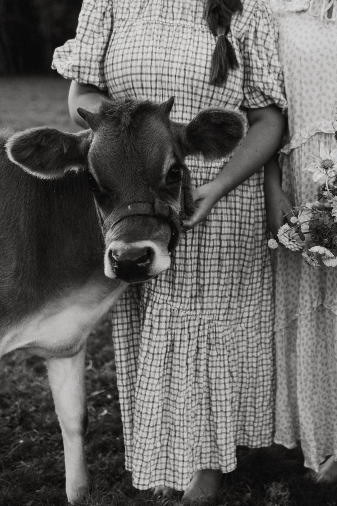 Black and white photo of a child wearing a checkered dress petting a calf on a farm, with another person holding a bouquet of flowers nearby.