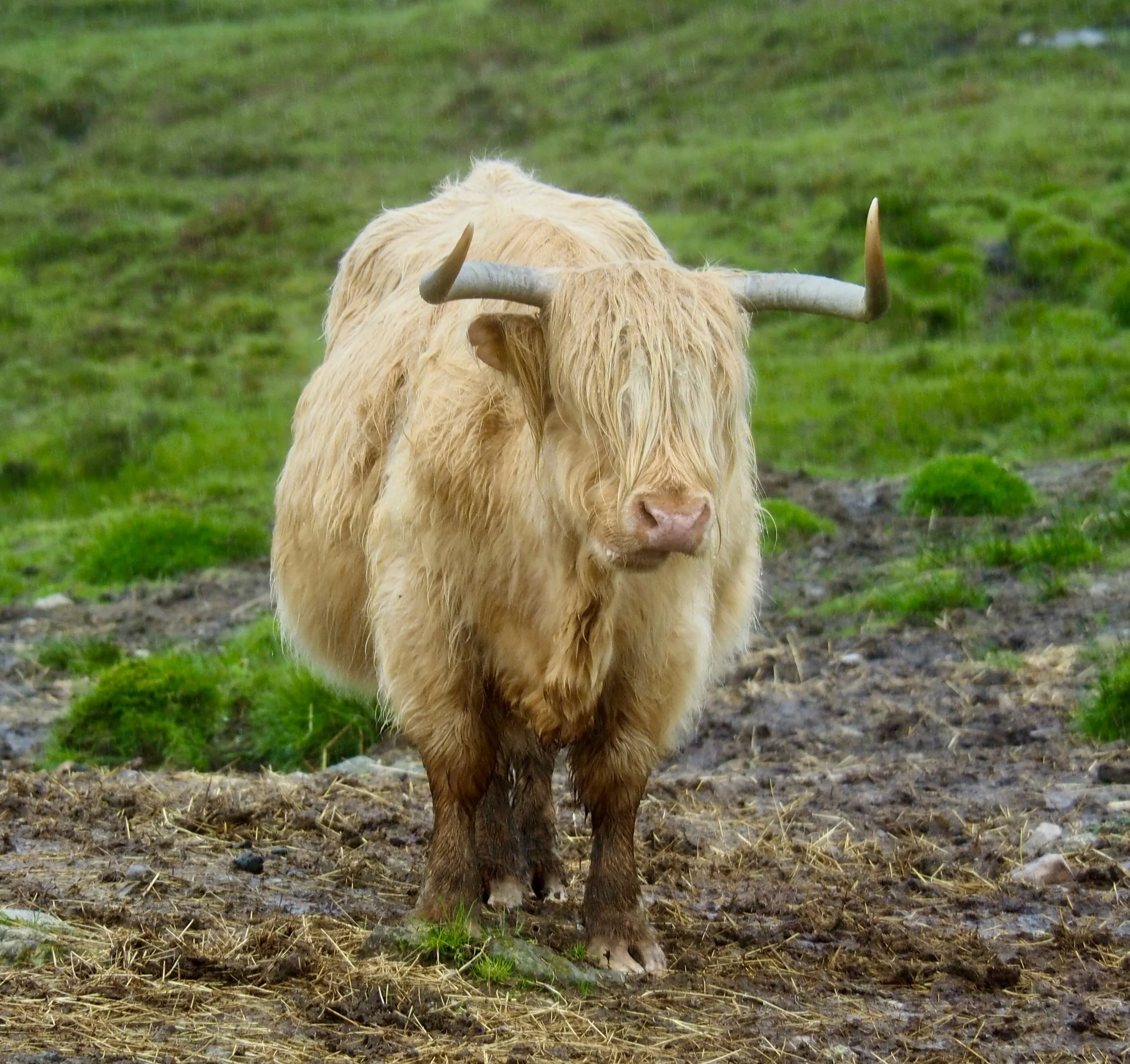 A Highland cow with long, shaggy blond hair and curved horns standing on muddy ground with green grass and hills in the background.