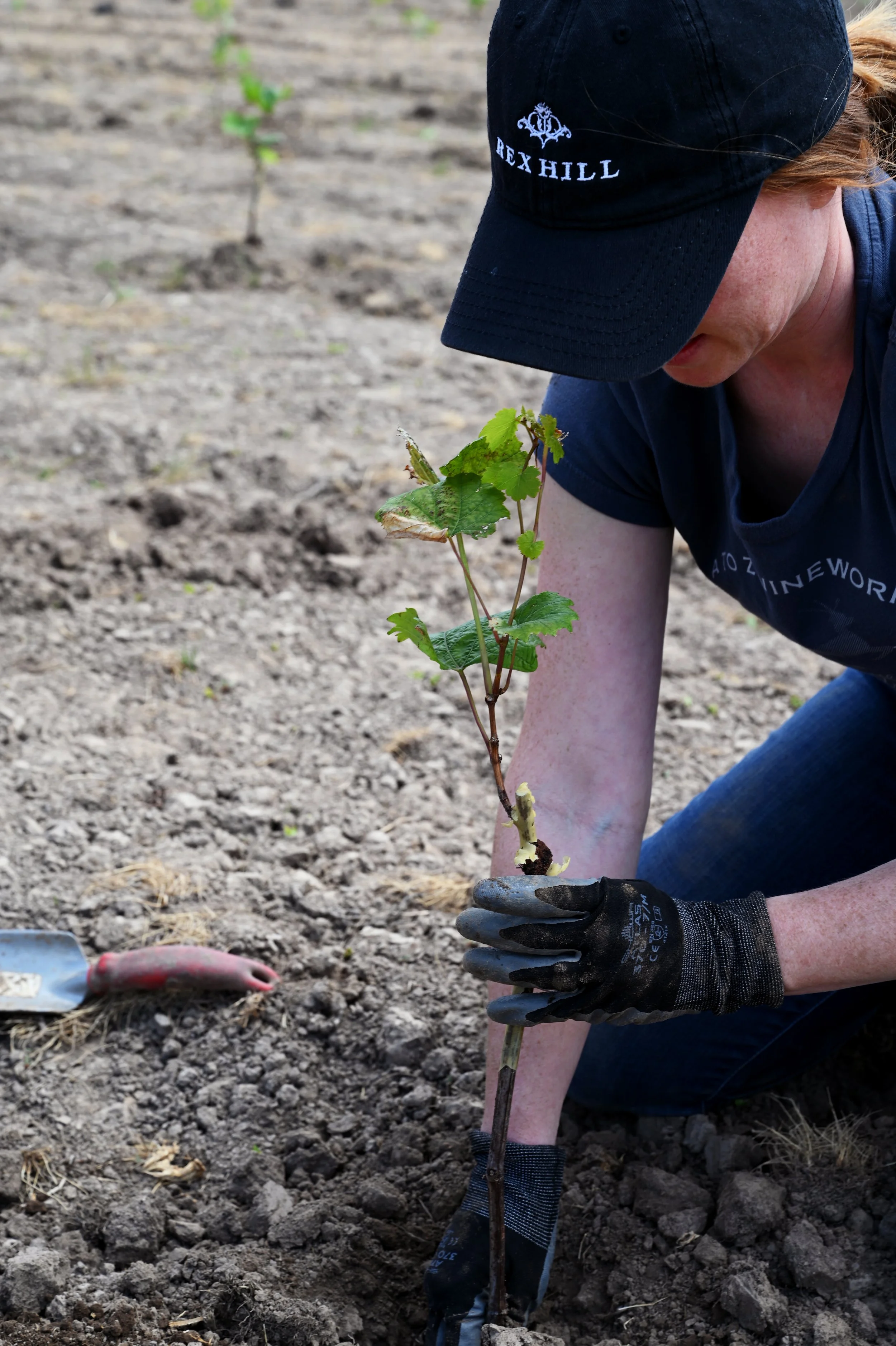 A farmworker at Rex Hill, one of A to Z Wineworks' orchards plants a young vine
