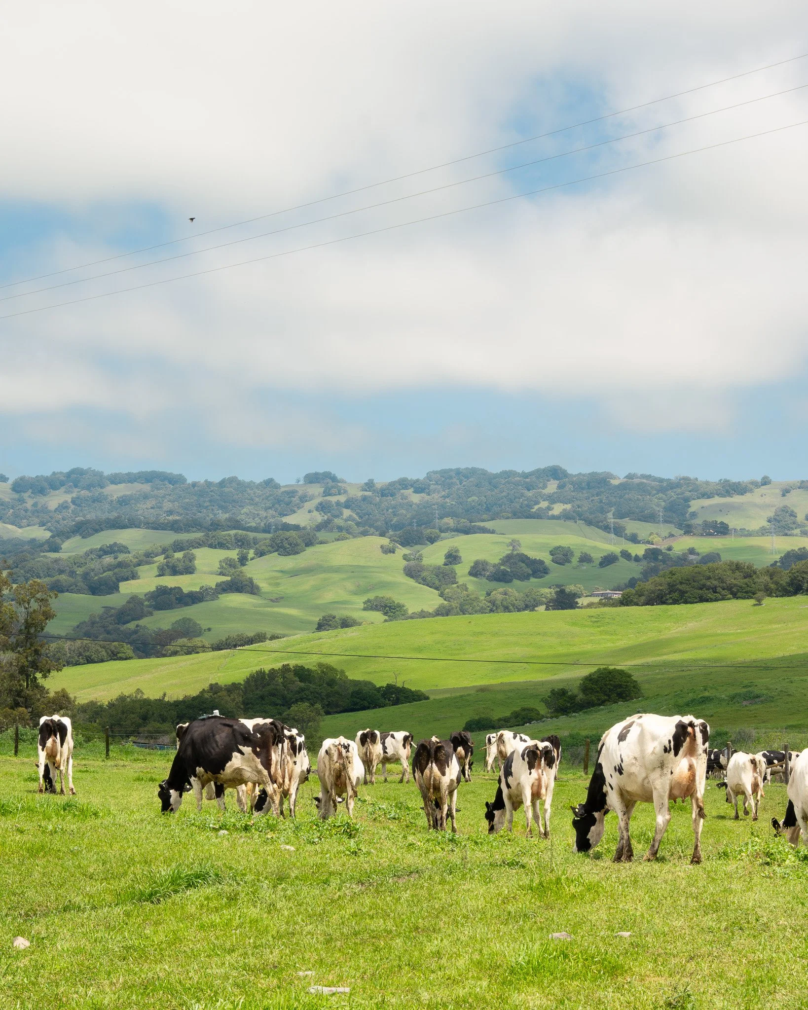 Cows on a hill