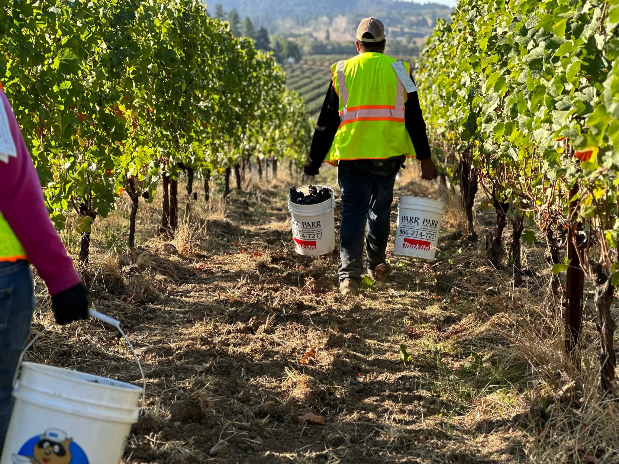 An A to Z Wineworks employee carries buckets of grapes through an orchard