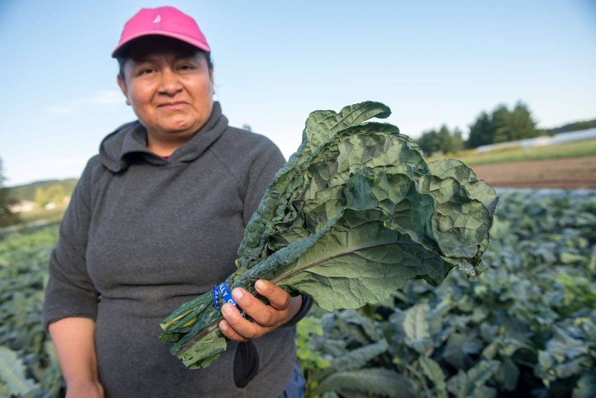 A farmworker hold a bunch of lettuce in a field