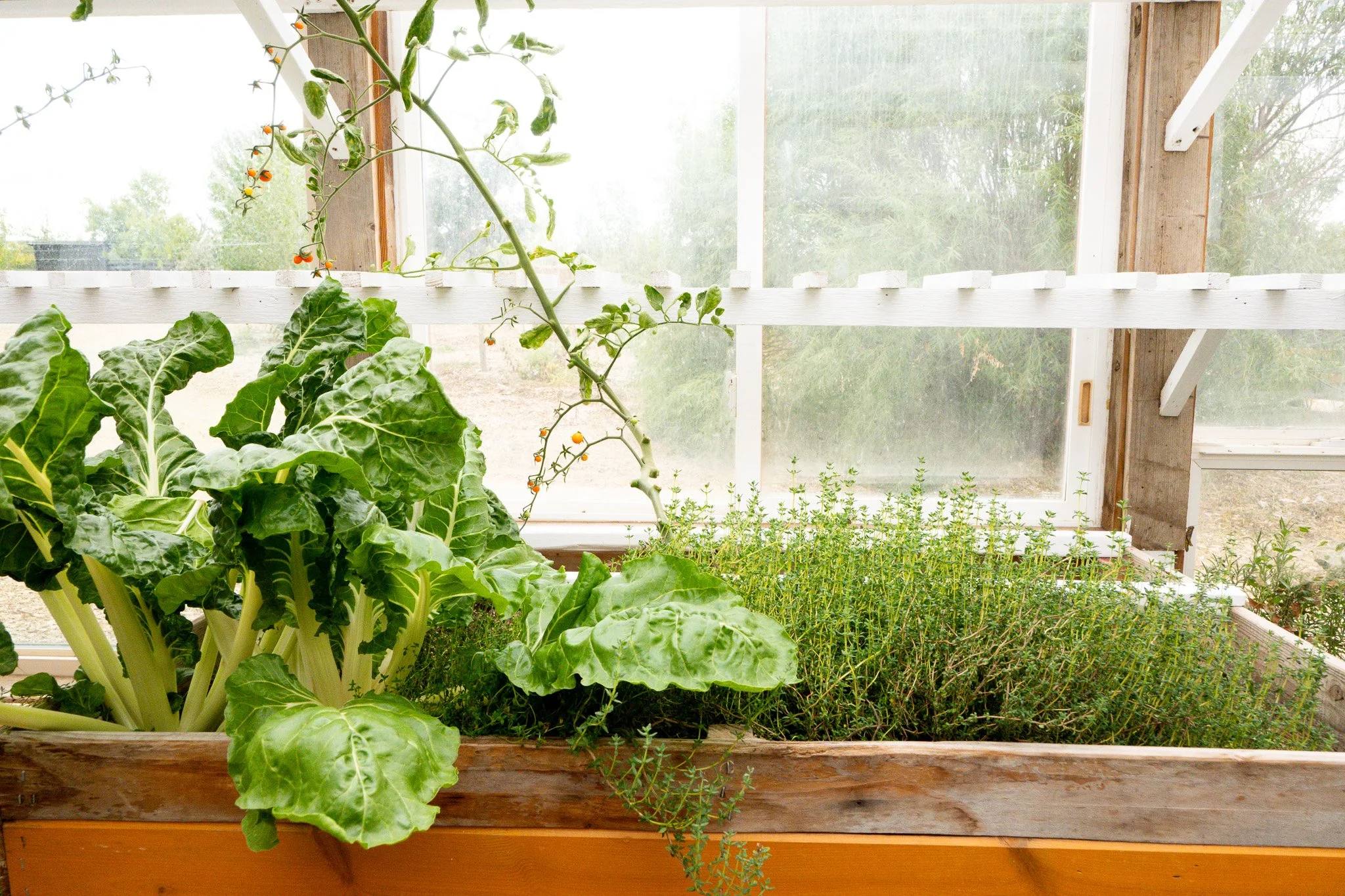 Thyme and lettuce in vegetable boxes by a window