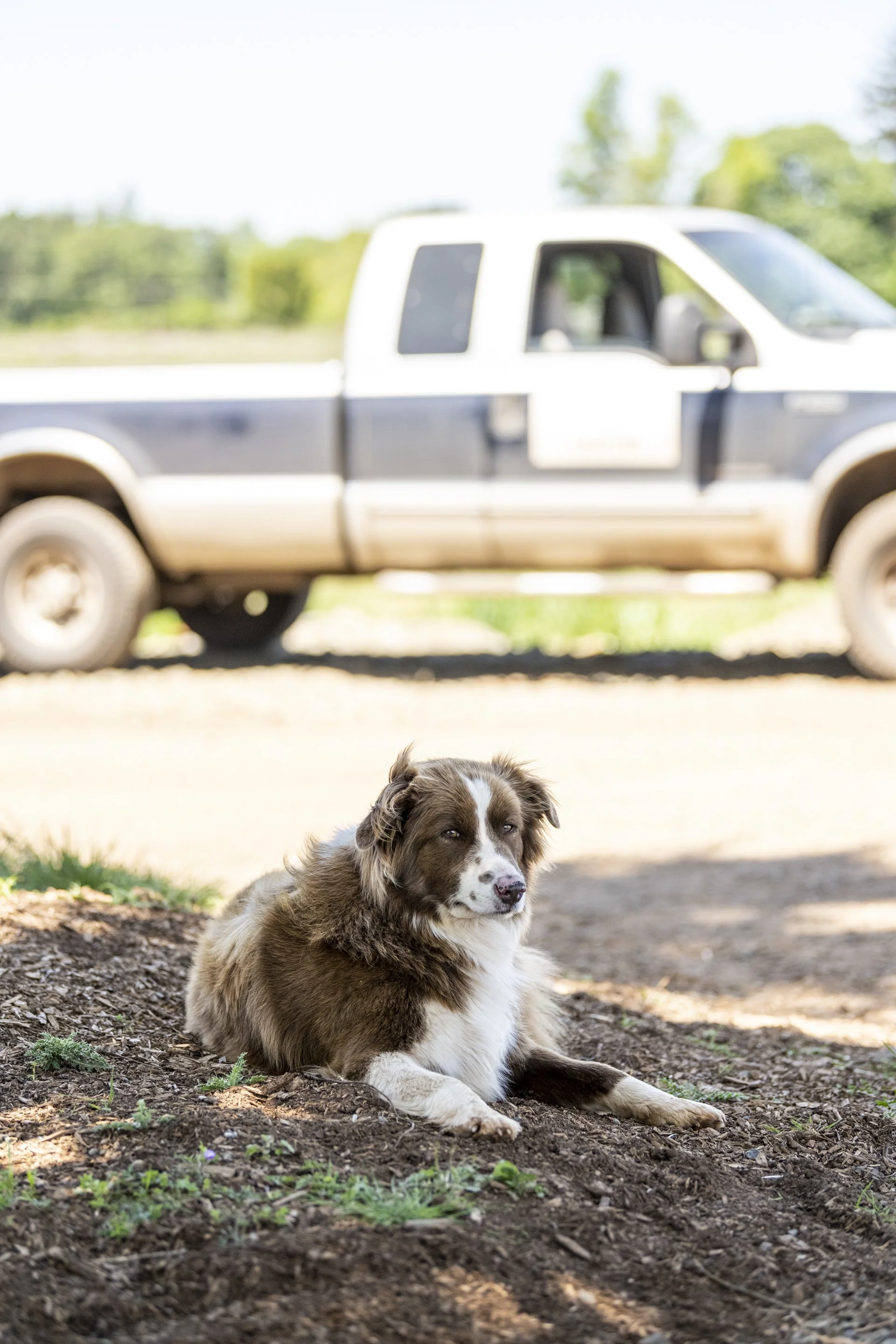 A dog lies in front of a truck 