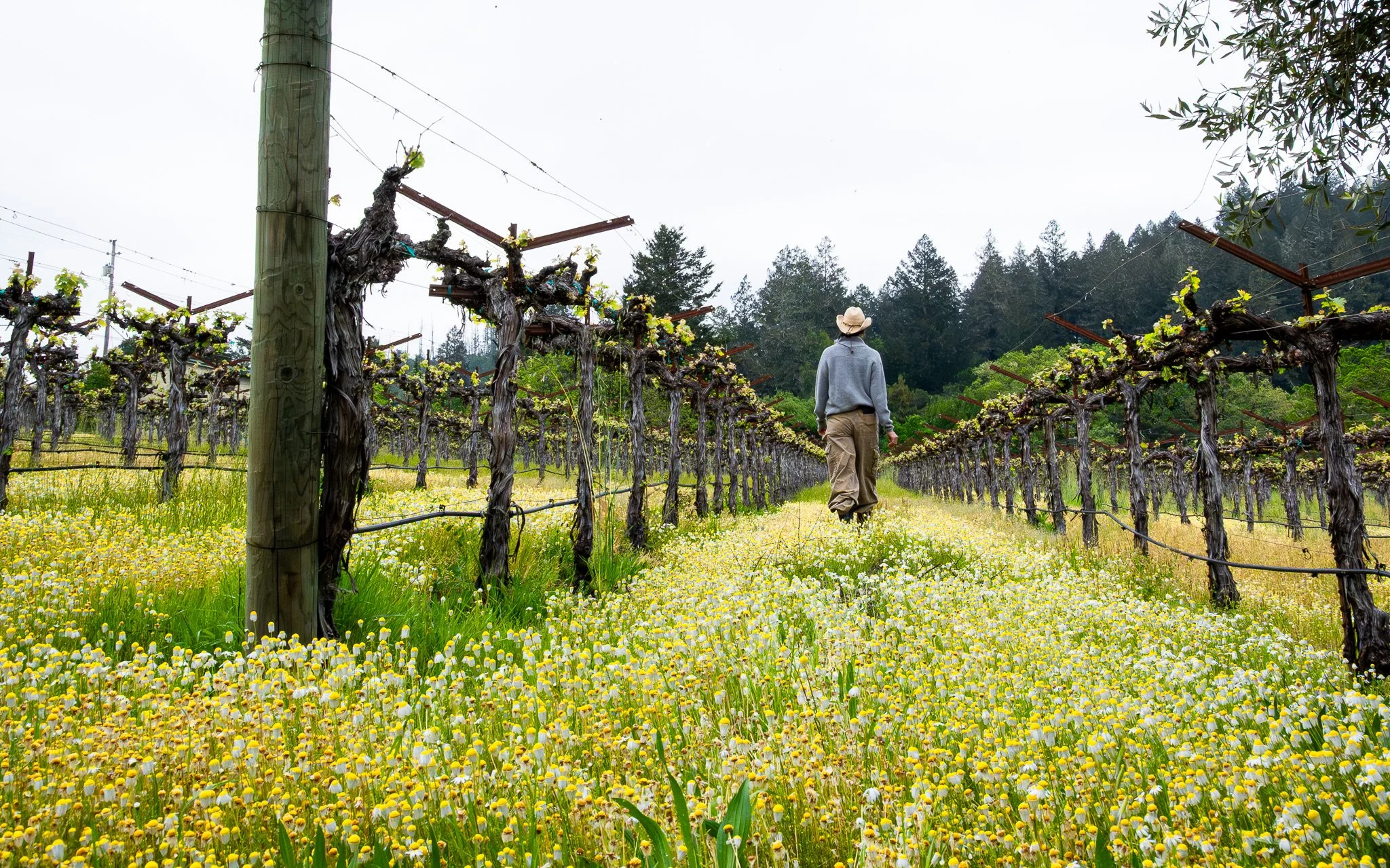 Nineveh Vineyards