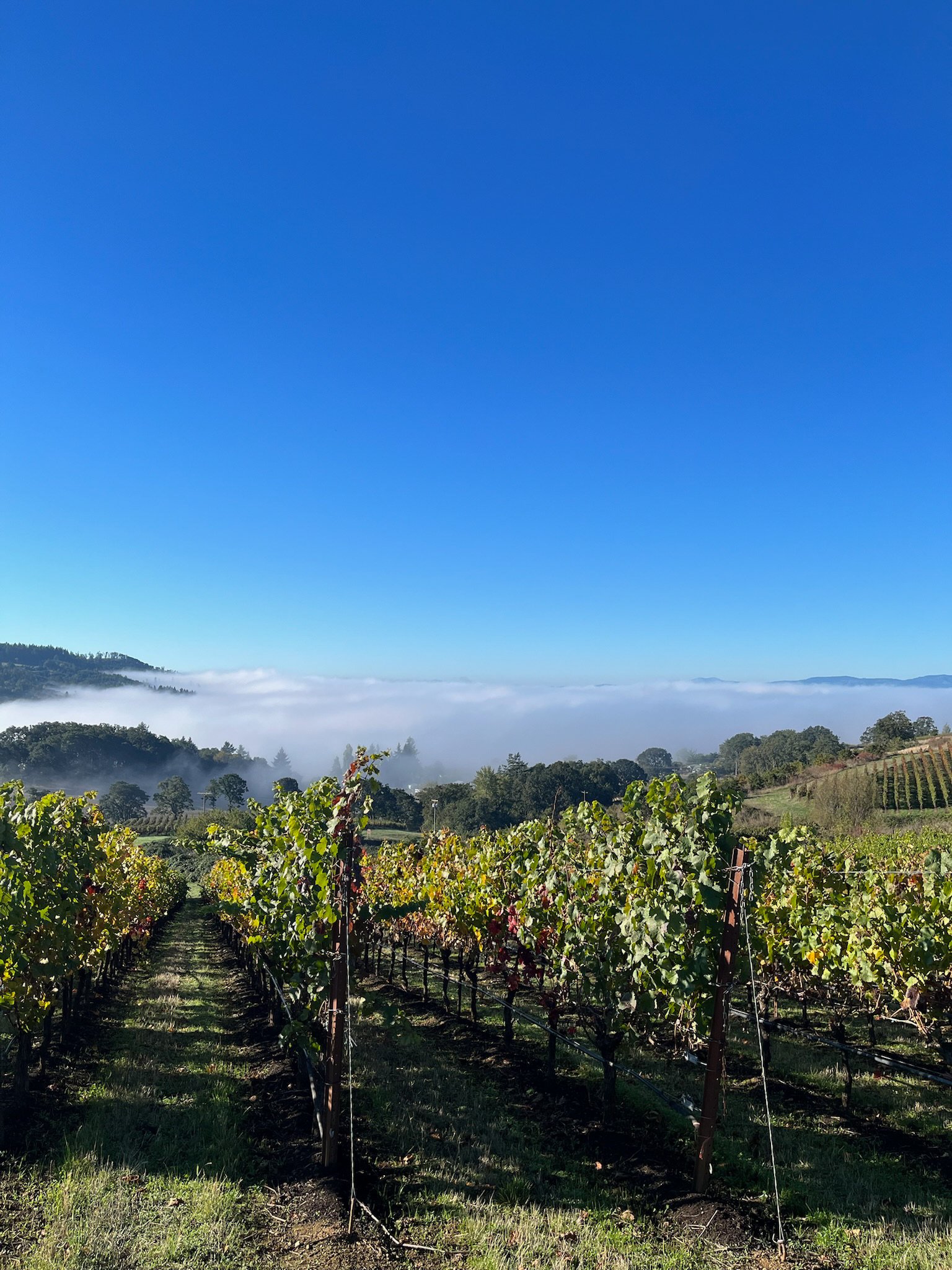 A to Z Wineworks