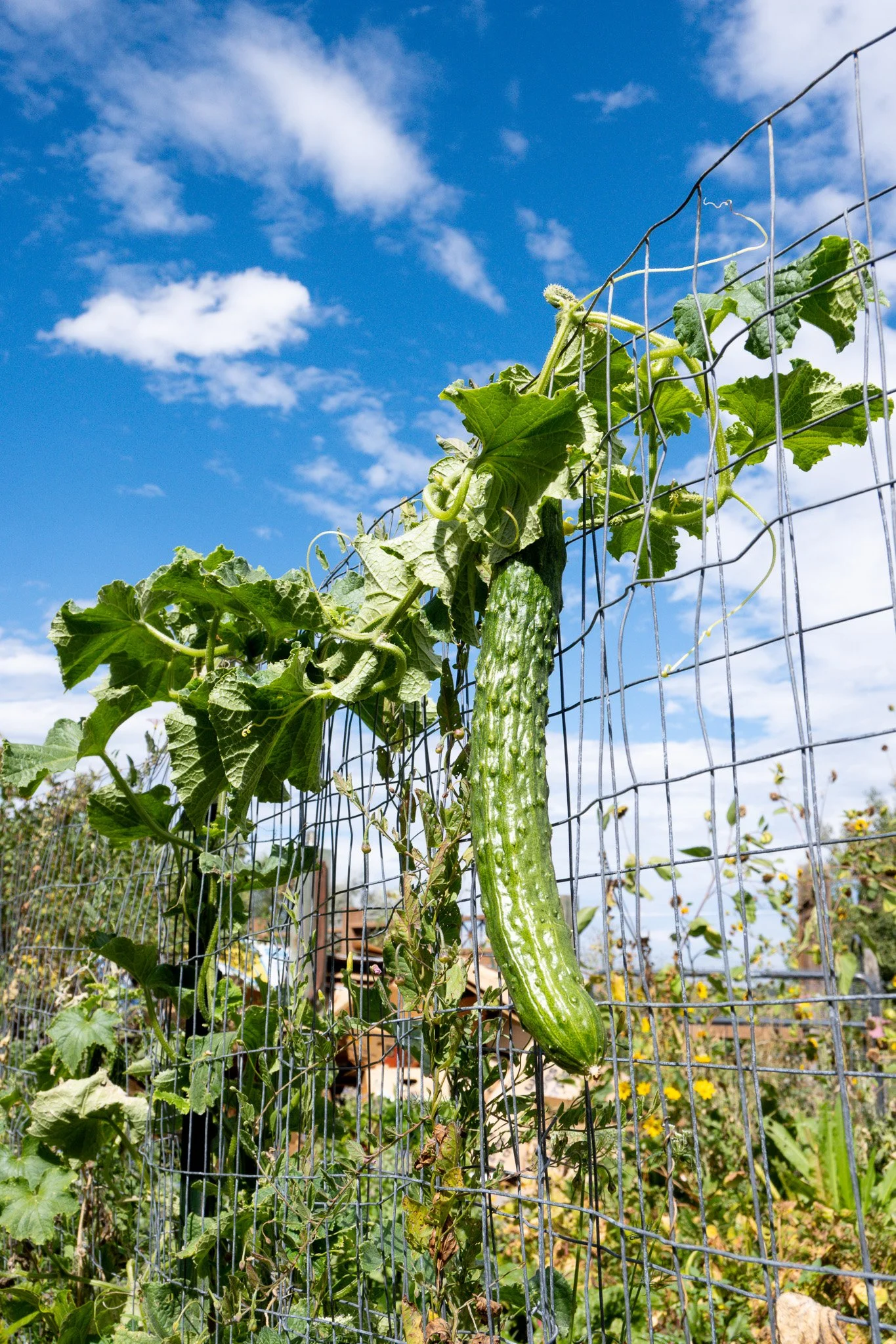 A cucumber grows on a vine along a fence