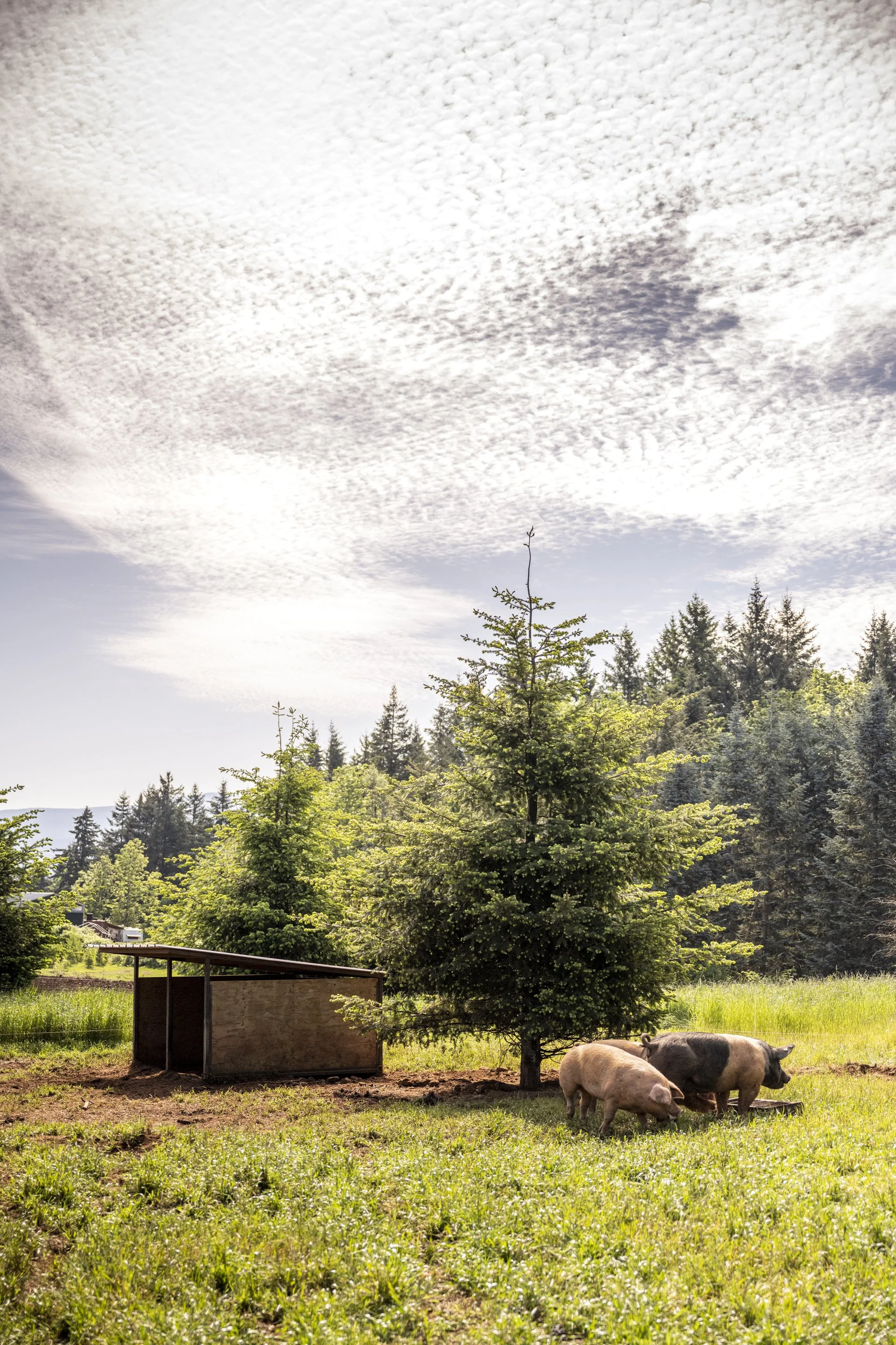Pigs stand under a tree in a field