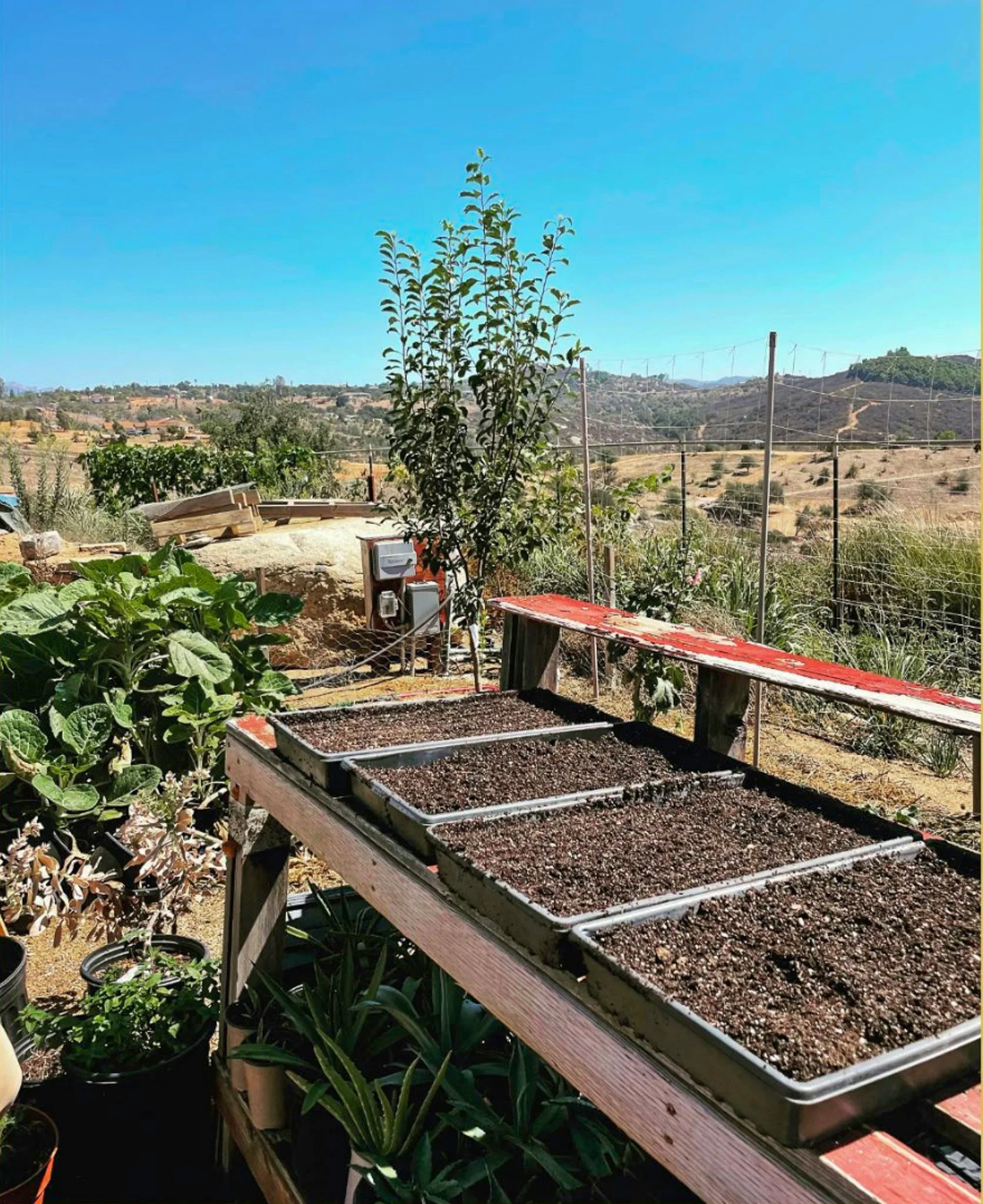 Trays of soil ready for seeds at The Agave Lab