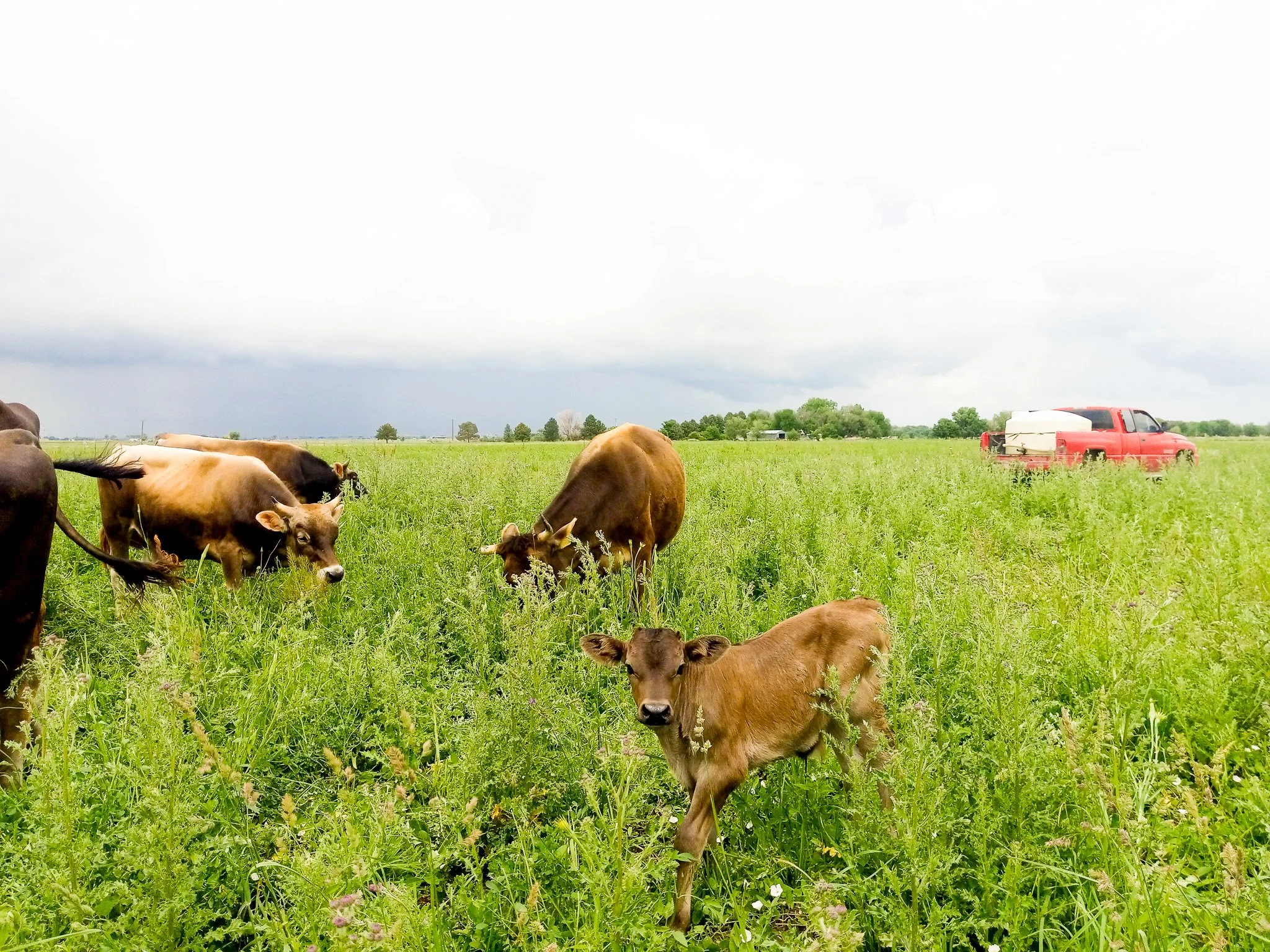 Cows grazing in a field