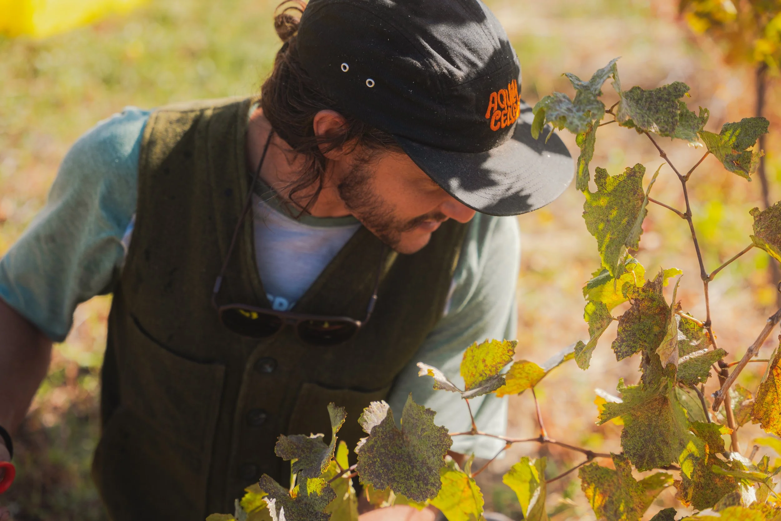 Brandt Thibodeaux in an Aquila Cellars orchard