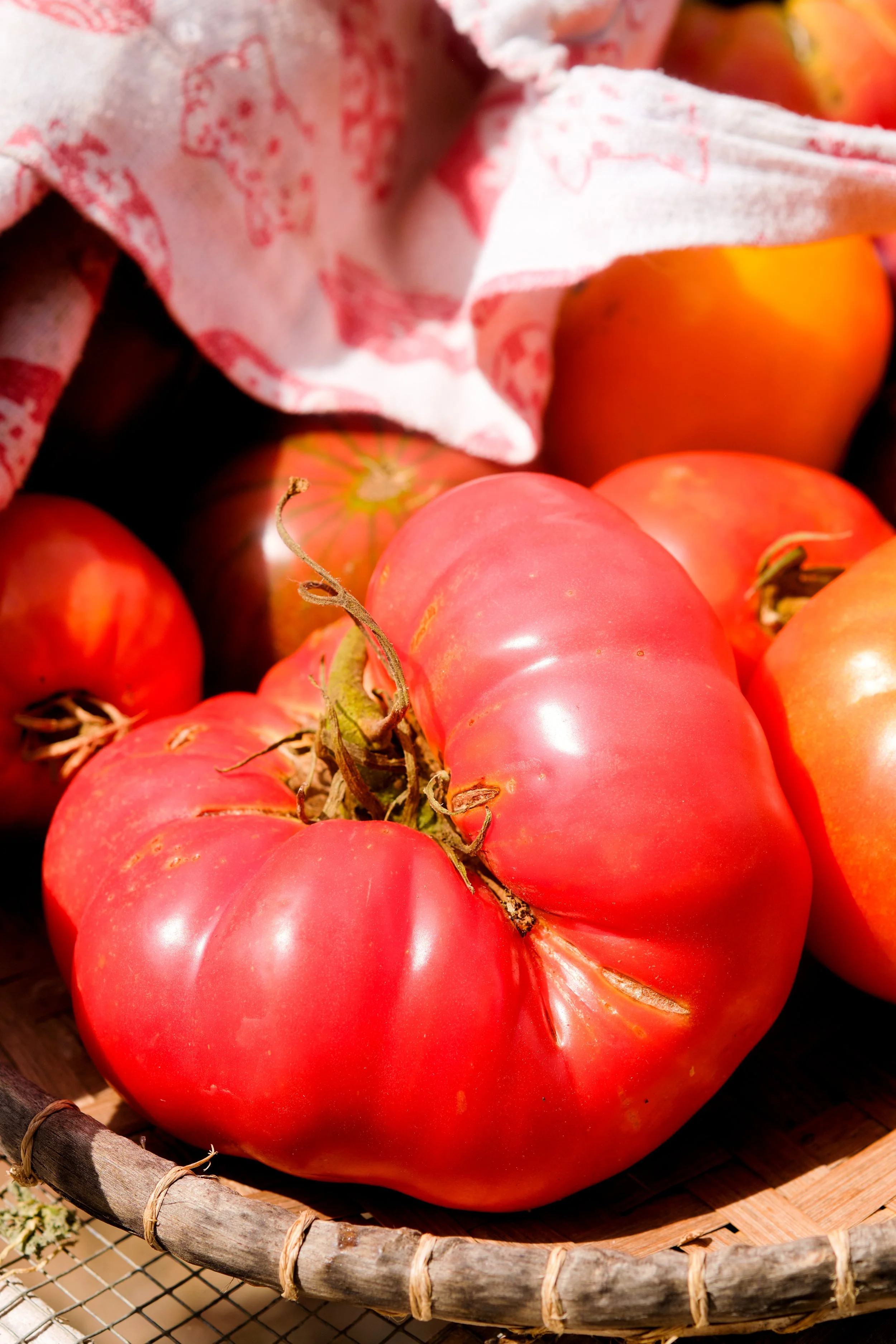 A basket of Ranchito Milkyway heirloom tomatoes