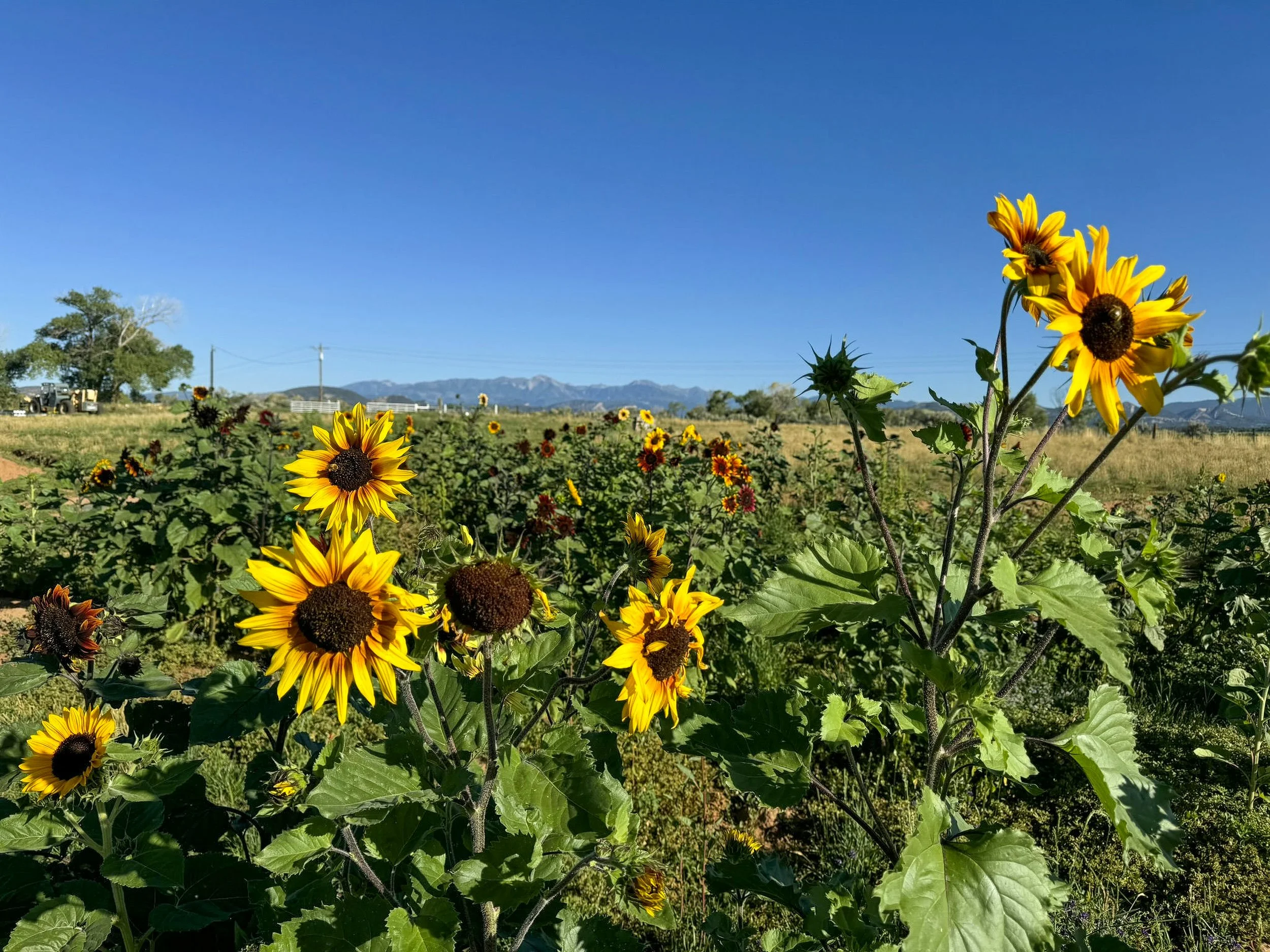 A field of sunflowers at EsoTerra Ciderworks