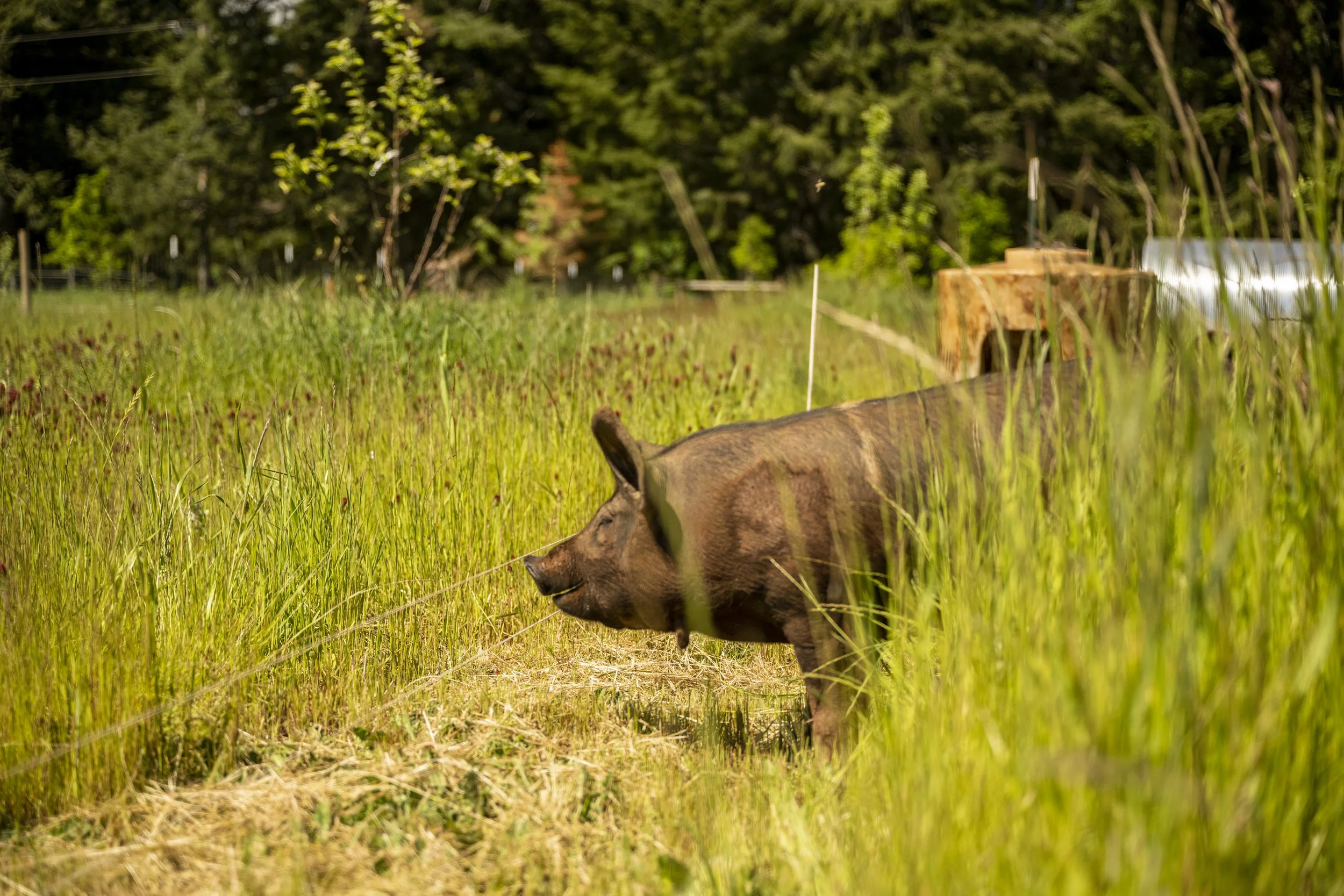 A pig stands in a field by a fence