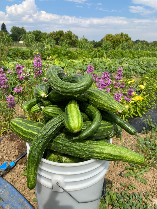 A bucket of cucumbers at MASA Seed Foundation