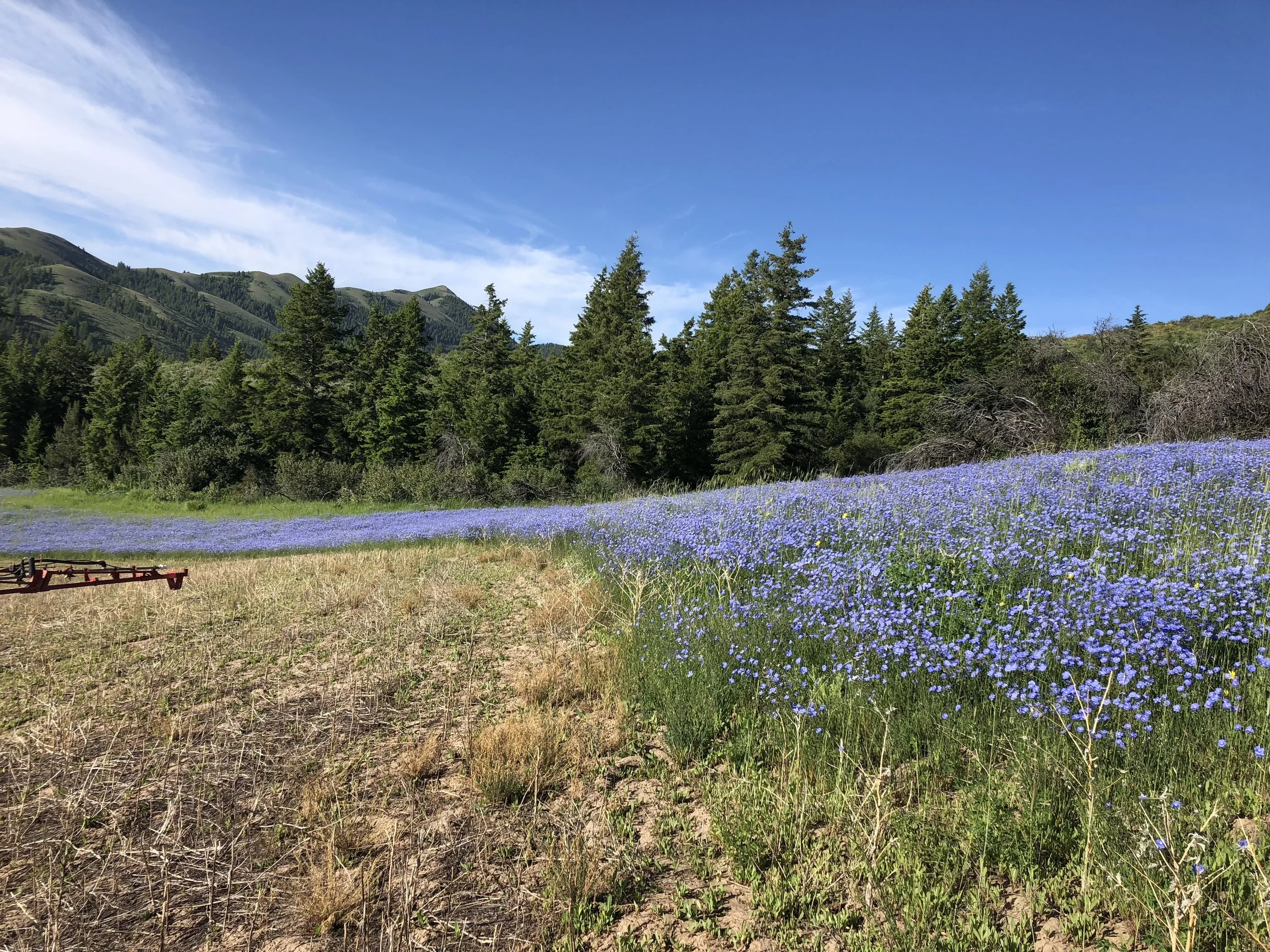 A field of blue flowers at Kress Ag Partnership