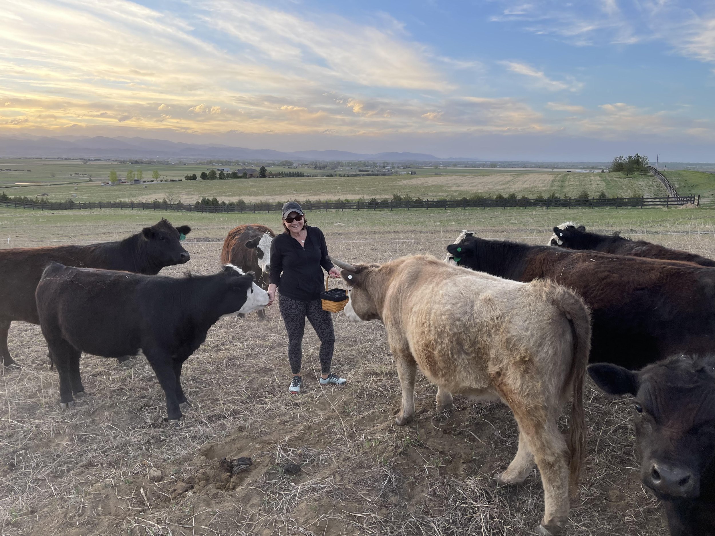Farmer feeding cows in a field