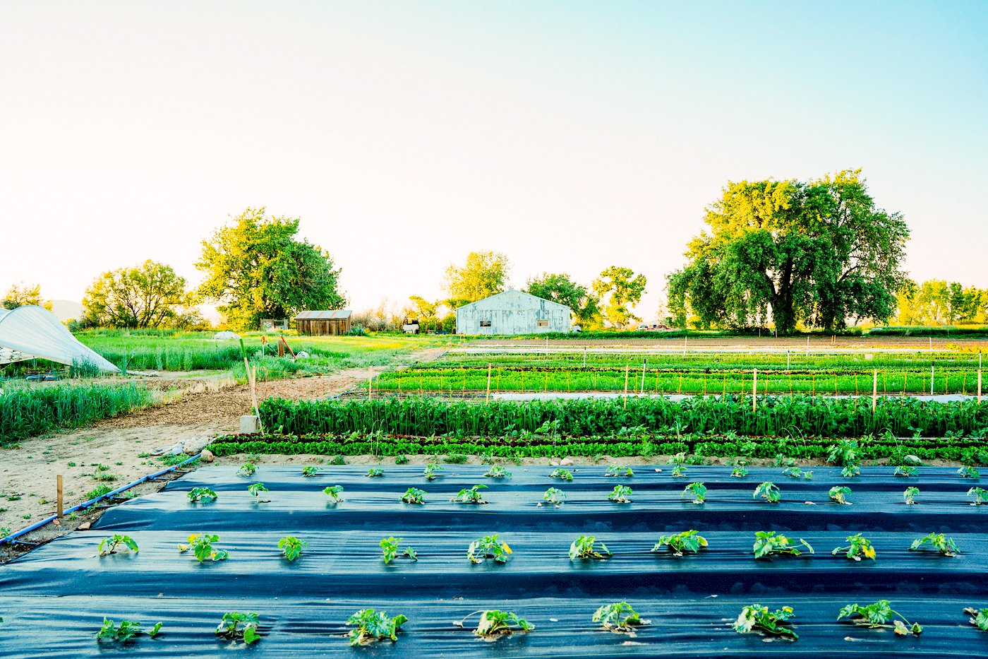 Speedwell Farm &amp; Garden