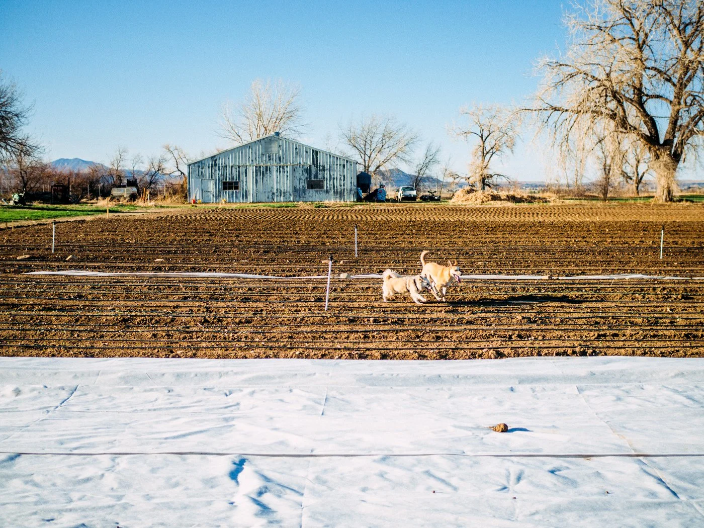 Two dogs run through a planted field at Speedwell Farm & Garden