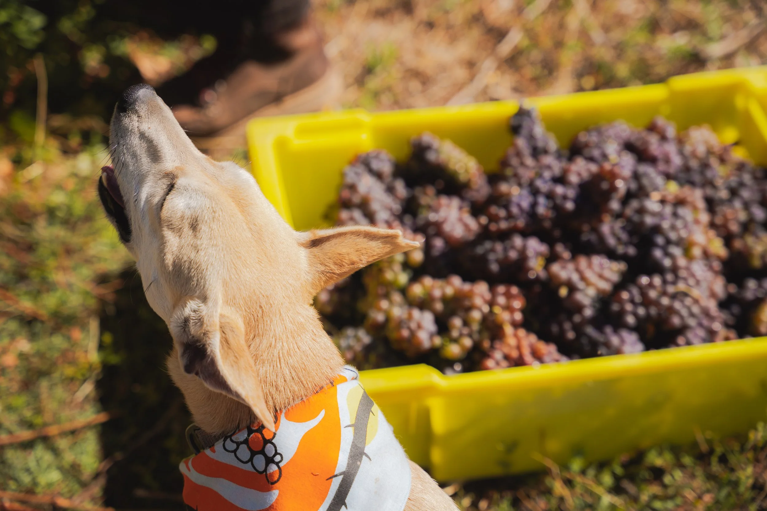 A dog with harvested grapes