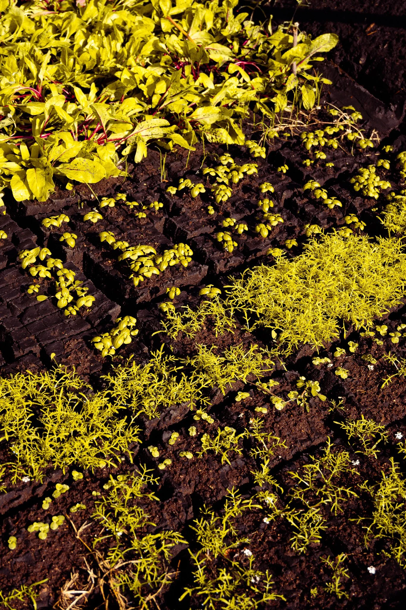 A garden bed with yellow and green plants, divided into sections with rich, dark soil.