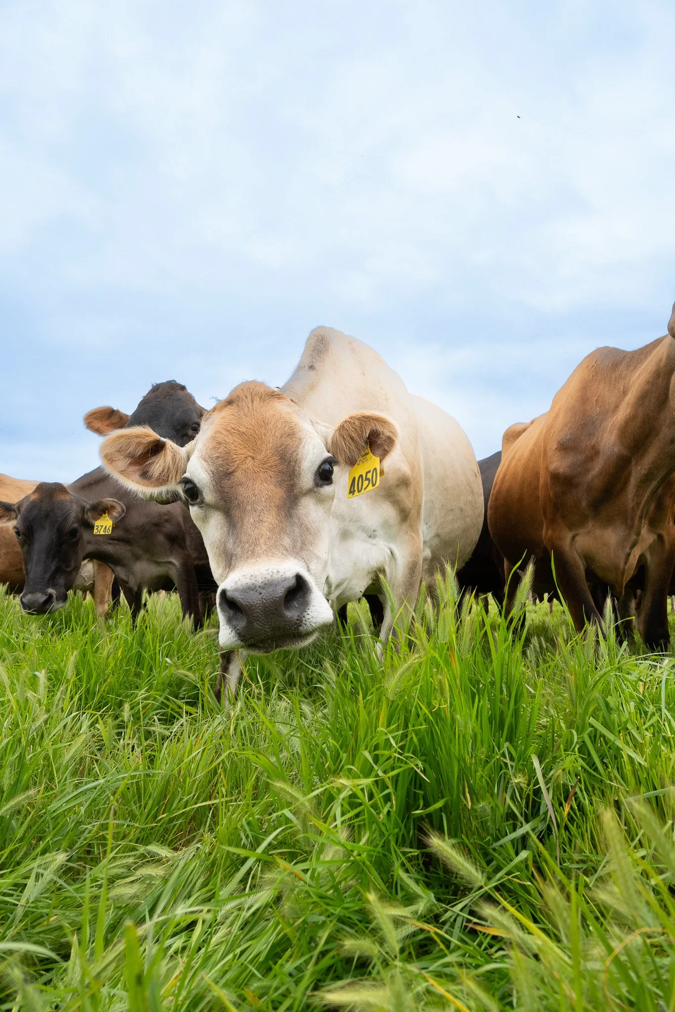 A Beretta dairy cow spots the camera