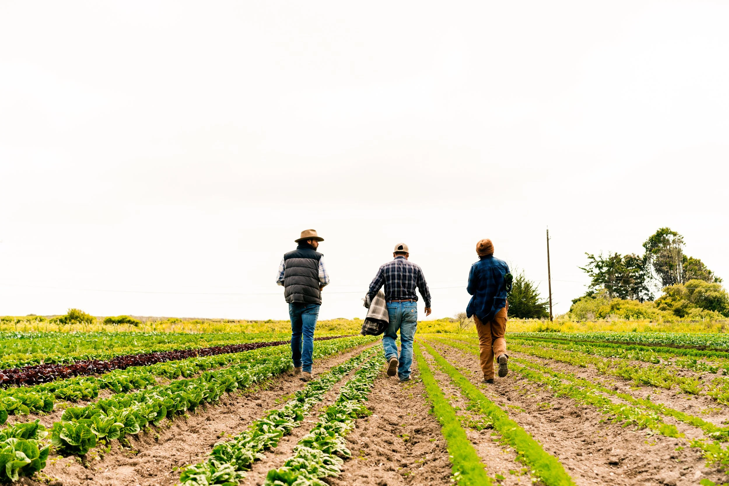 Lowering Barriers for Regenerative Producers: Pie Ranch and Brisa Ranch ...