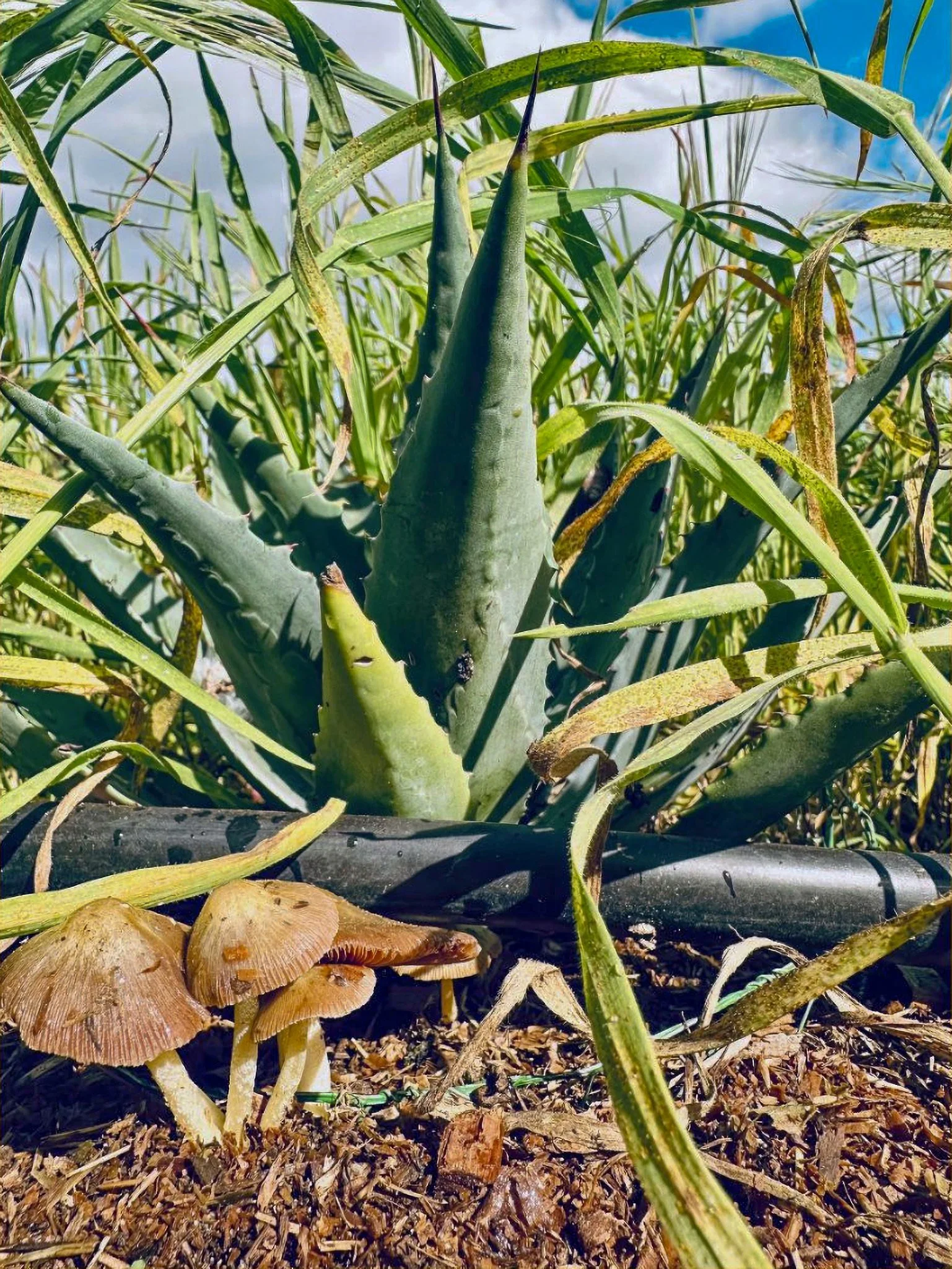 An agave plant grows at The Agave Lab