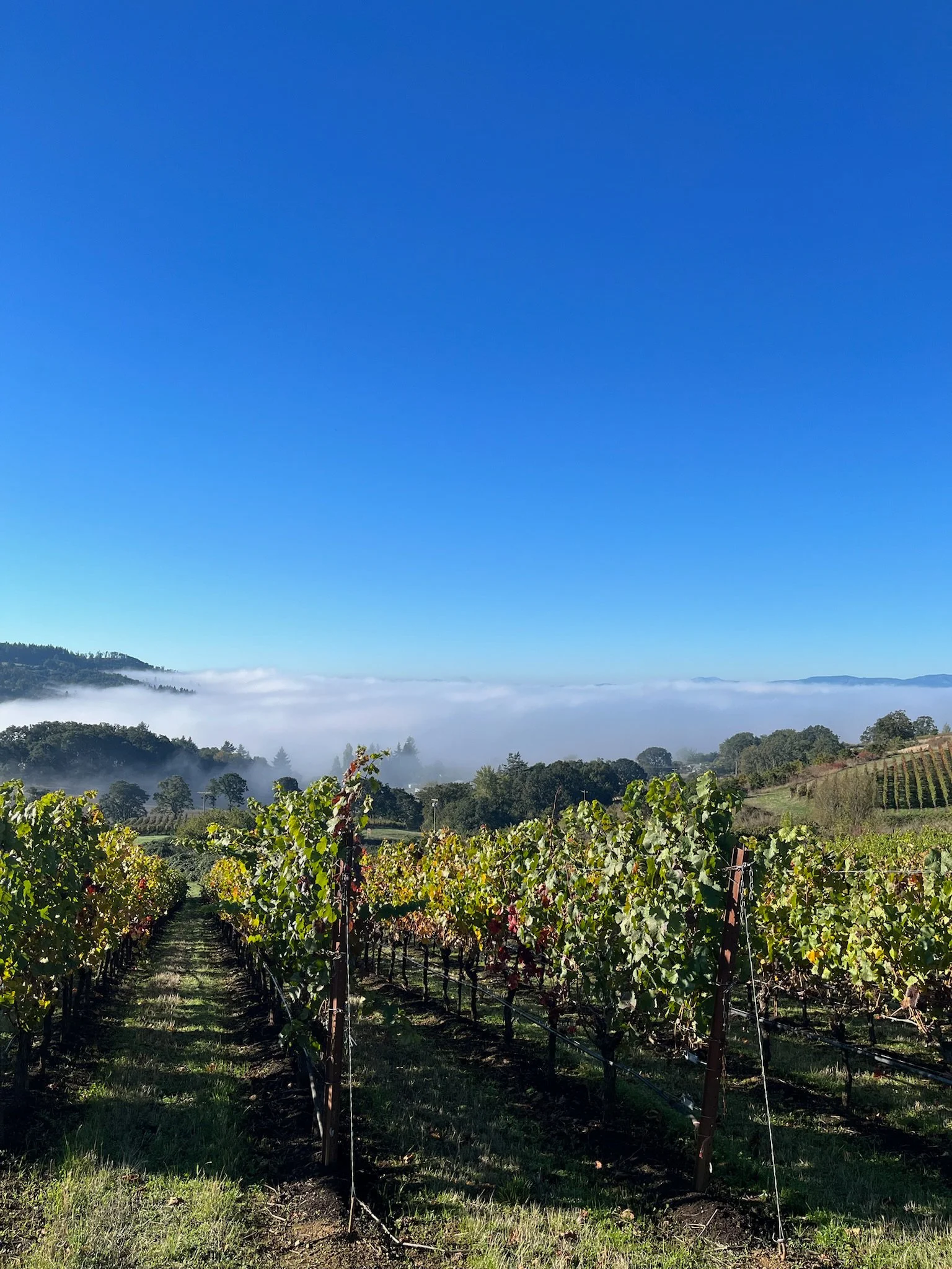 One of A to Z Wineworks' orchards