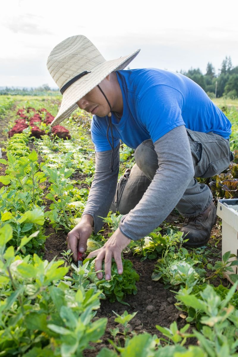 A farmworker tends to vegetables in a field