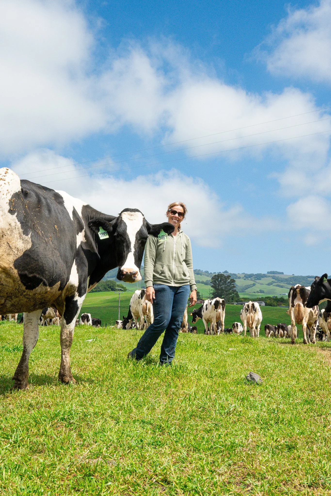 A woman stands with a cow in a field