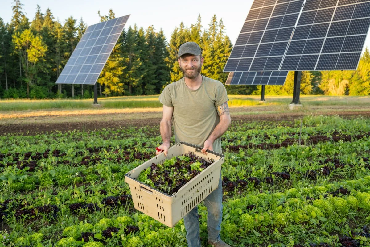 A farmer displays a case of salad greens in a field