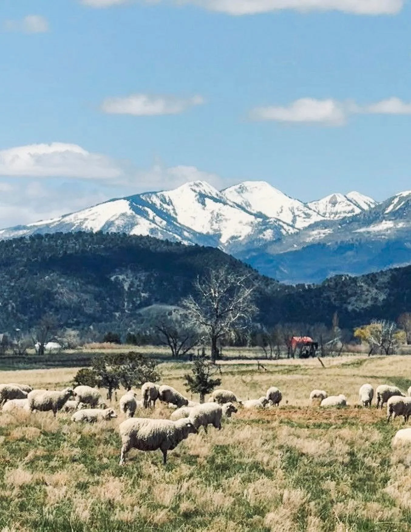 Sheep graze in an orchard at EsoTerra Ciderworks