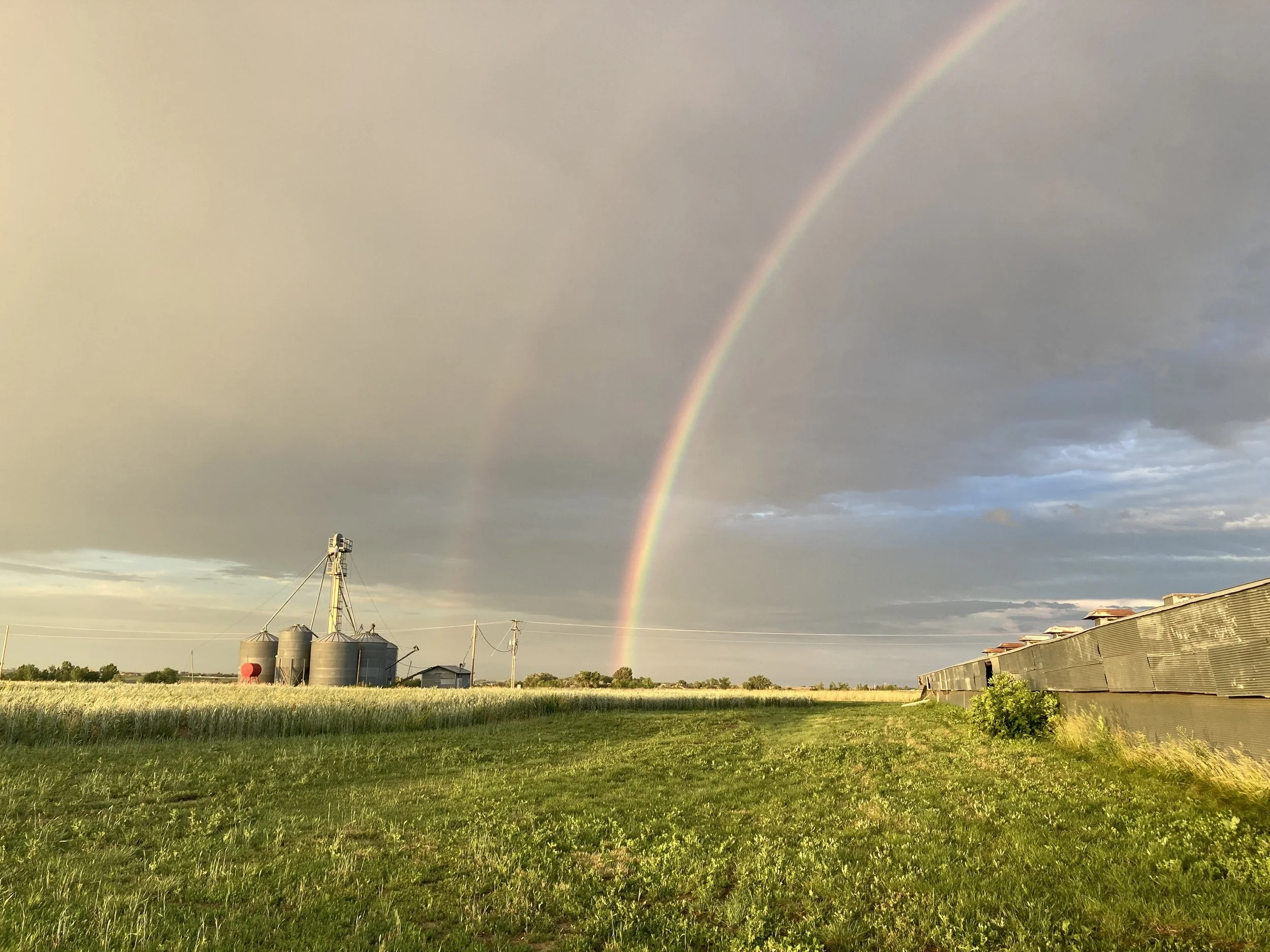 Rainbow over a field of crops