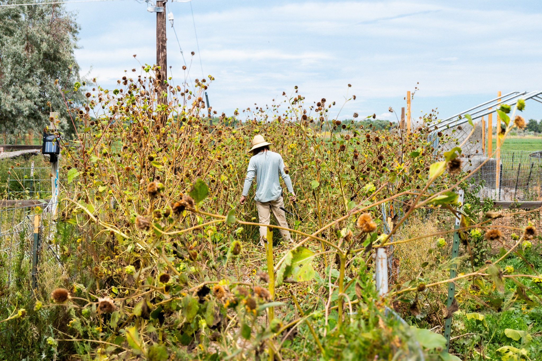 A farmer stands in front of native perennials