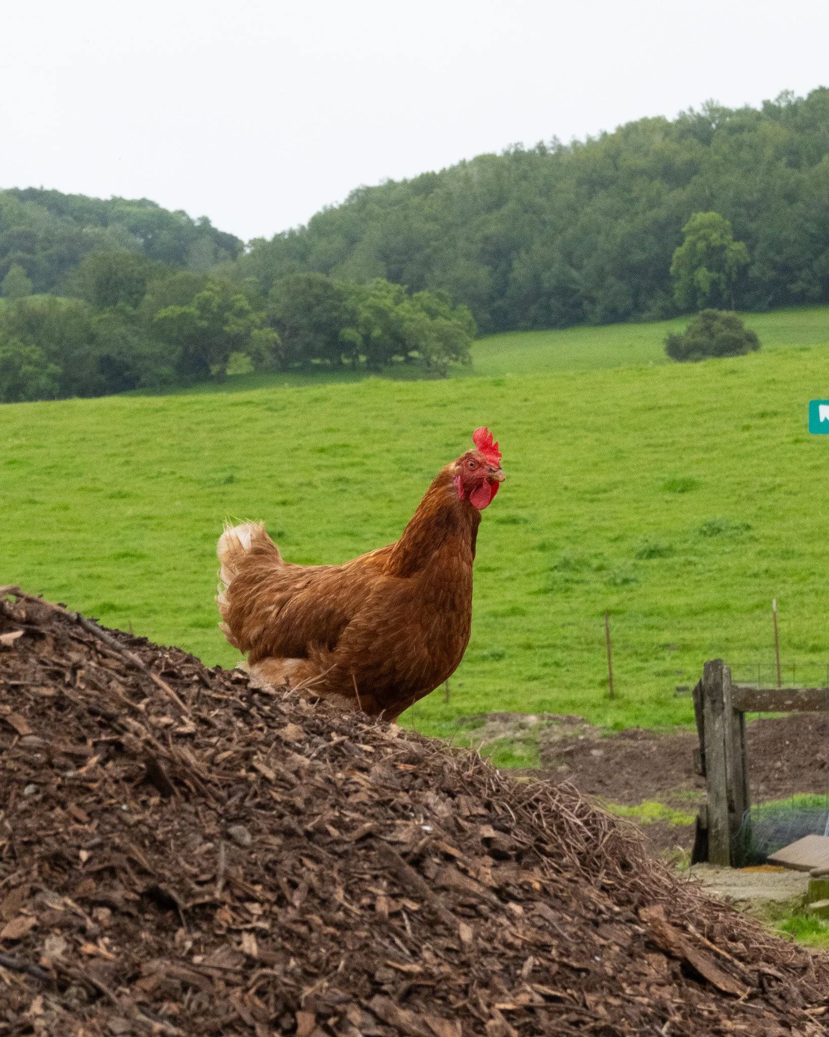 A chicken on a compost heap at Gilardi Family Farms