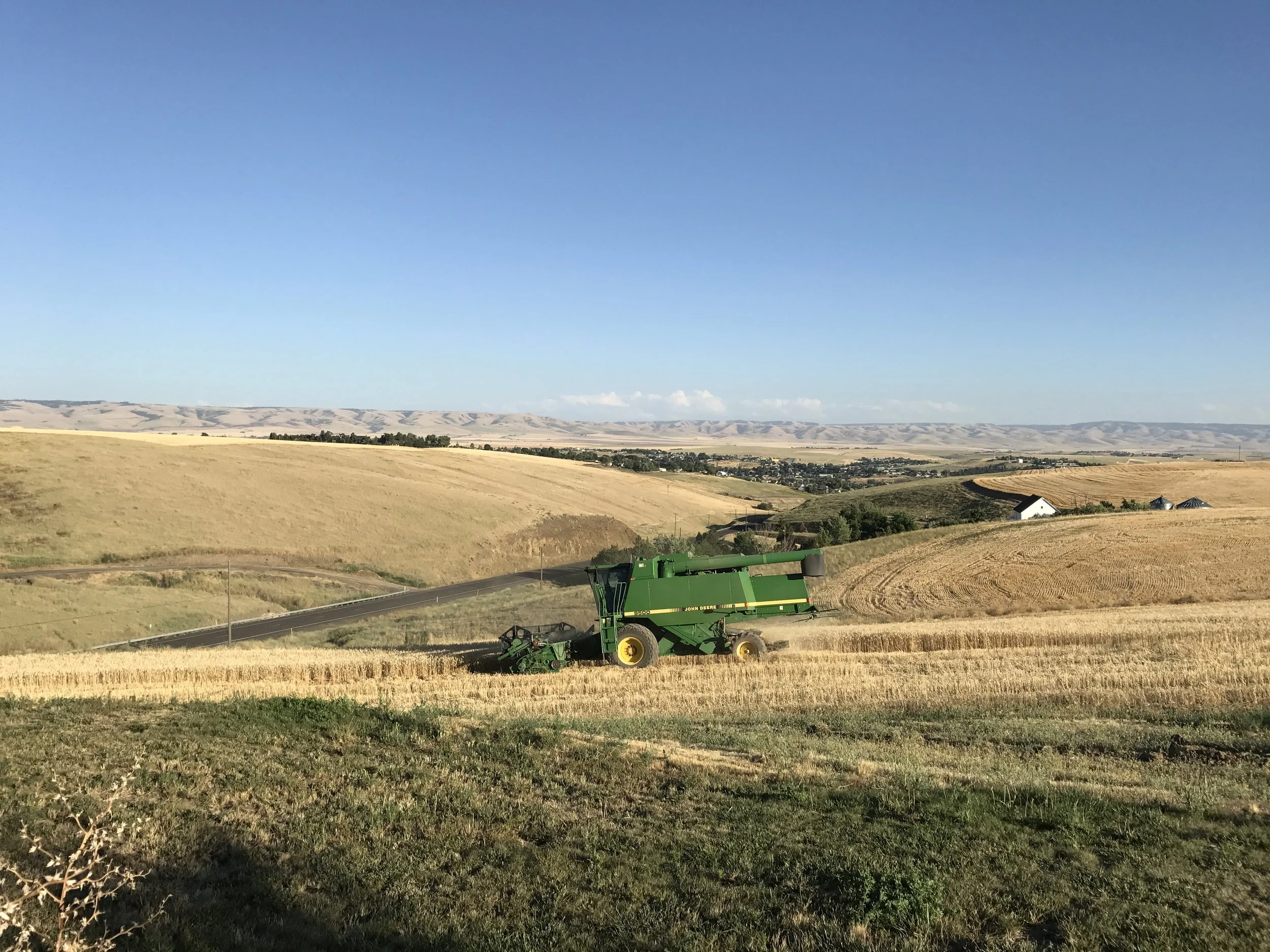 A green tractor cuts through a a row of wheat.