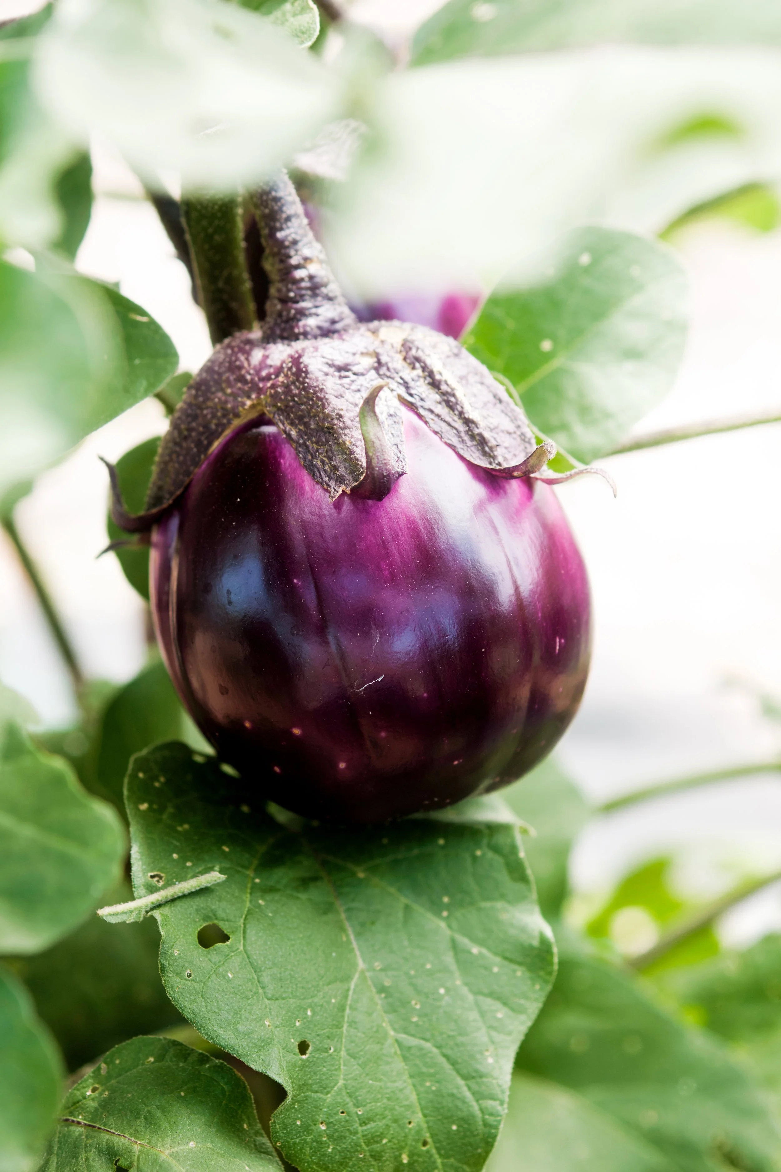 A Ranchito Milkyway eggplant