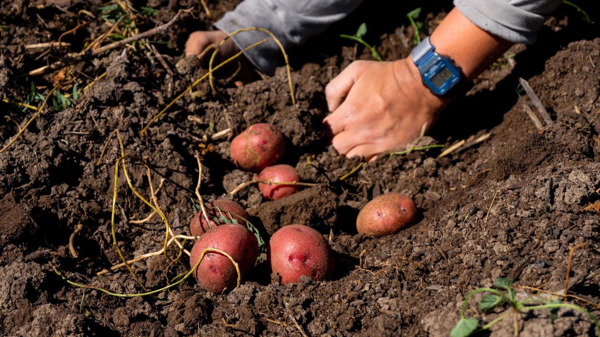 Wild Wellspring Farm — Zero Foodprint