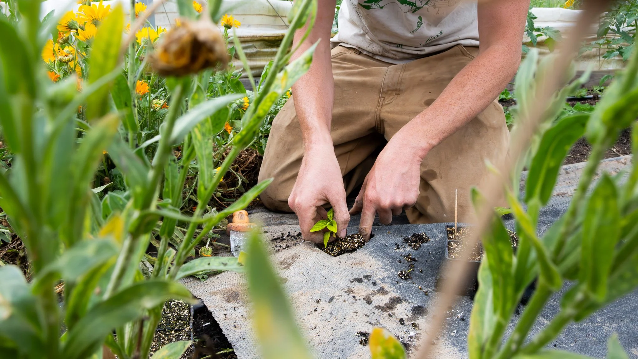 A young plant is put into the soil