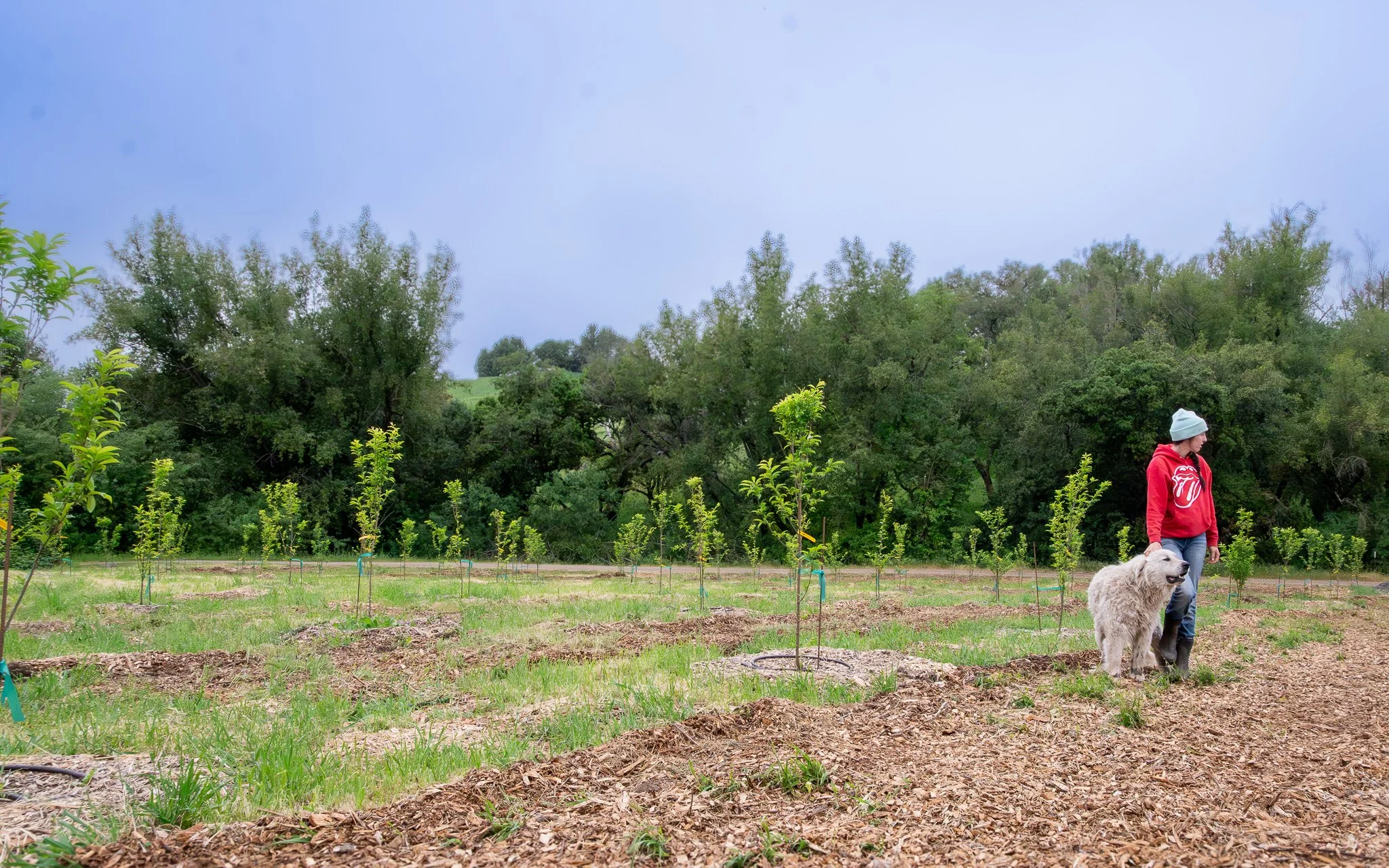 Maddie Gilardi and a guardian dog stand in a field at Gilardi Family Farm