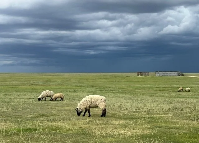 Field of grazing sheep
