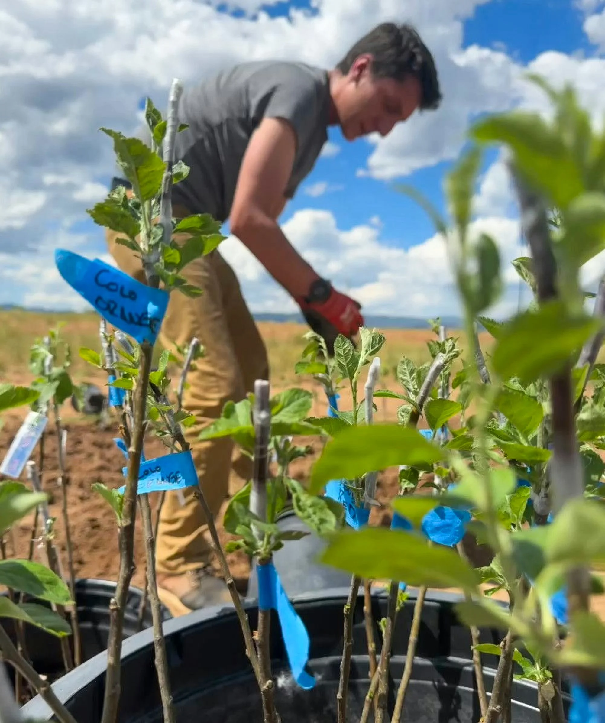 A farmhand tends to apple tree plantings at EsoTerra Ciderworks