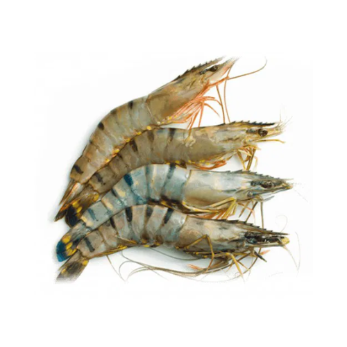 GAMBA BT 16/20 - 800 GR - EPIC