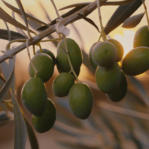 ACEITUNA VERDE CON HUESO SABOR ANCHOA – 345GR (MAESTROS ACEITUNEROS)-1.png