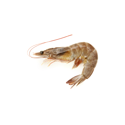 GAMBA BT 8/12 - 800 GR - EPIC