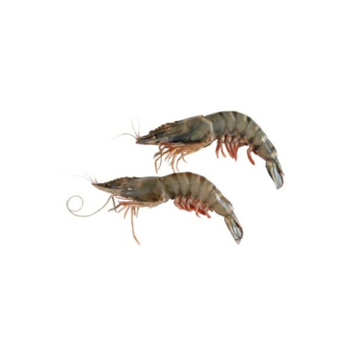 GAMBA BT 21/30 - 800 GR - EPIC